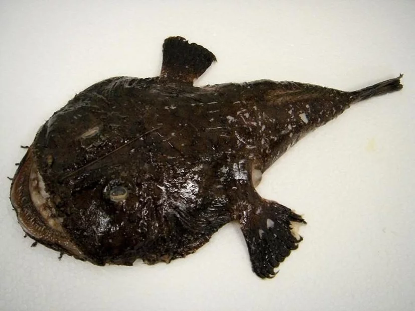 【アンコウ】その魚名を考える|魚名について考える