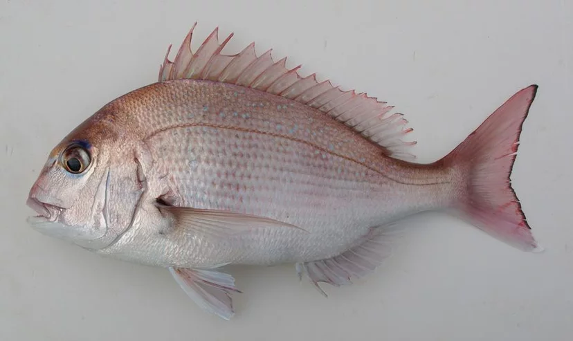 【マダイ】その魚名を考える|魚名について考える