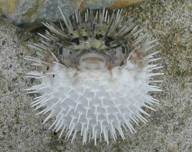 ハリセンボン】その魚名を考える｜魚名について考える 